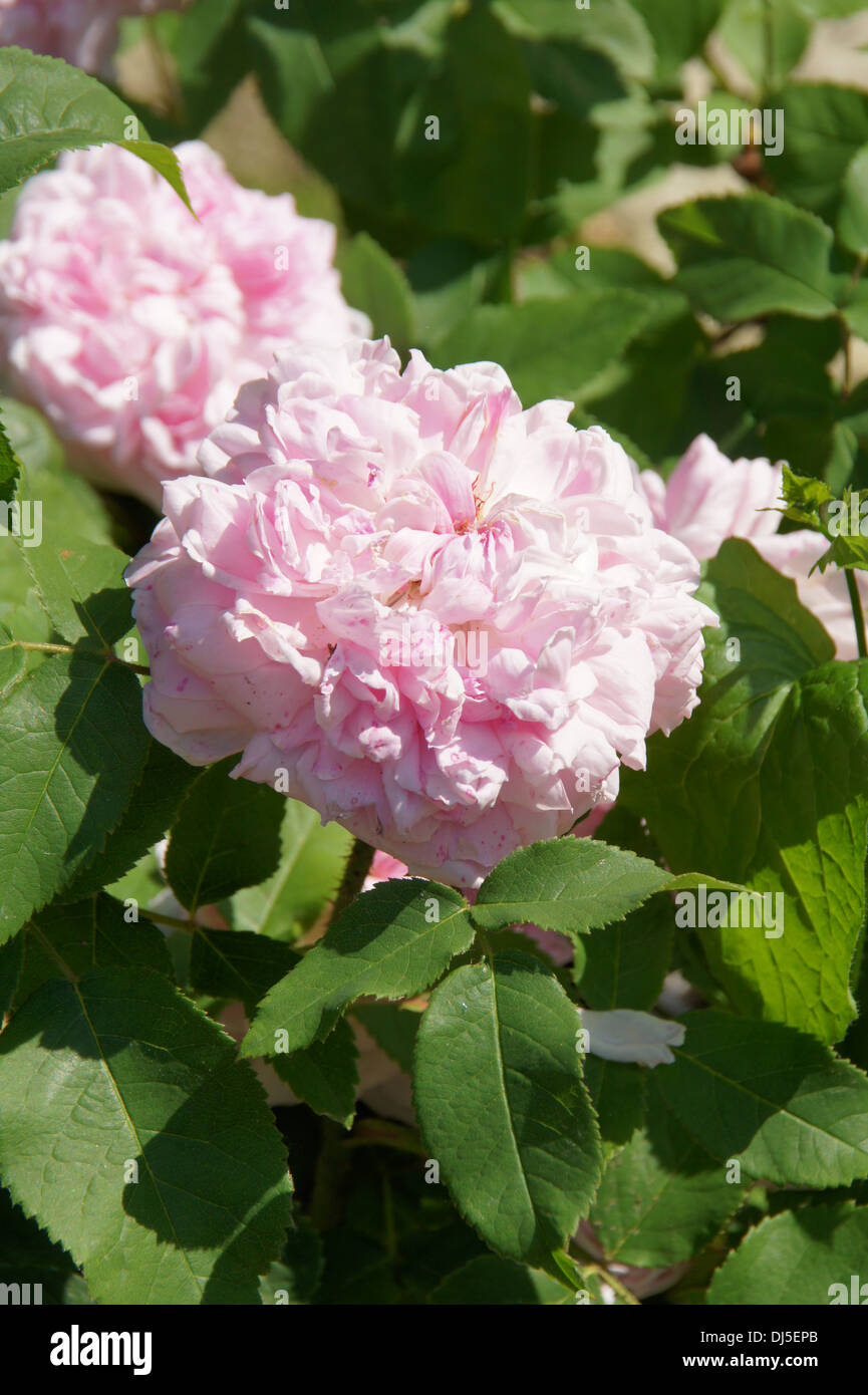 Damask rose hires stock photography and images Alamy
