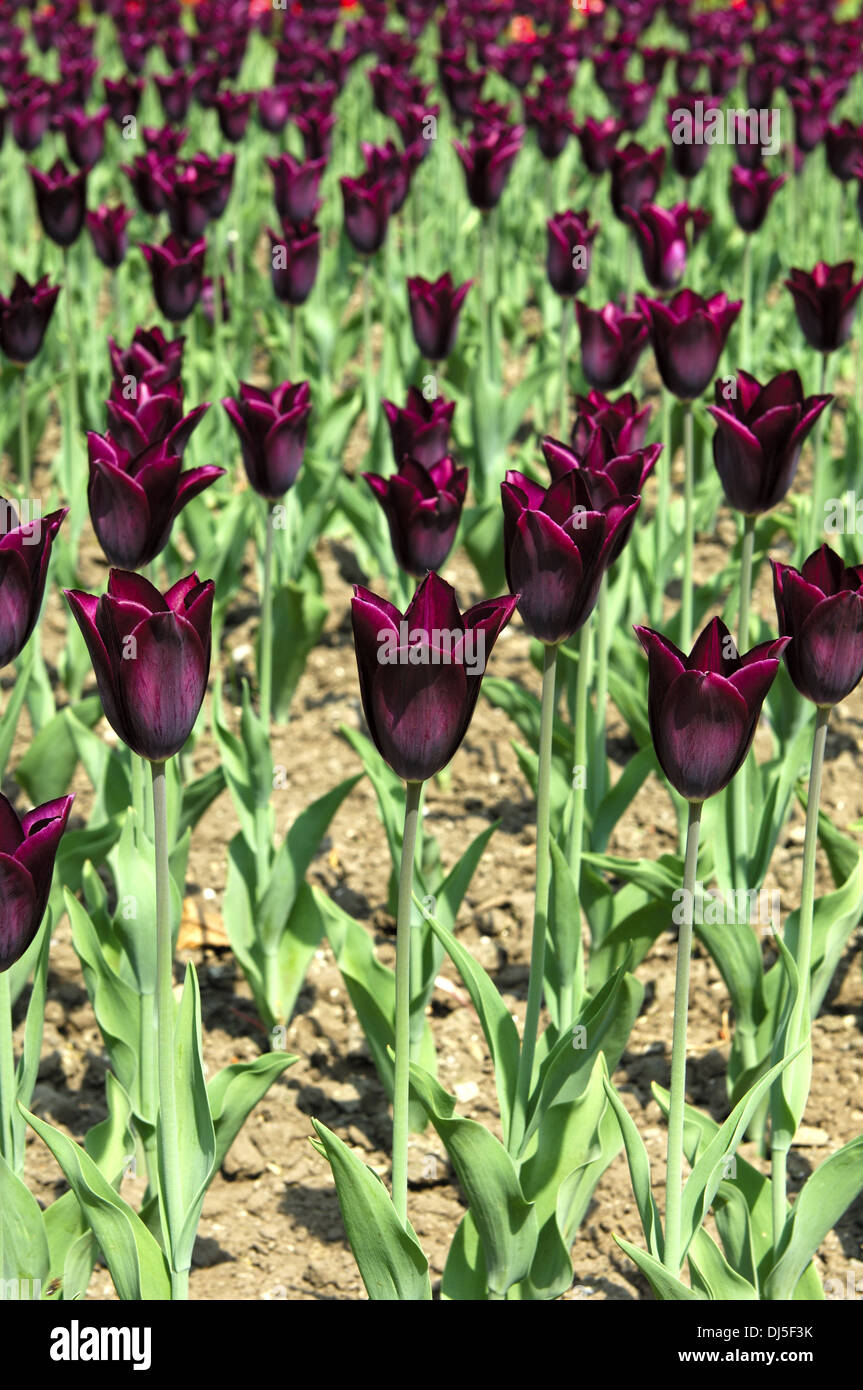 Havran Triumph Tulips, Dutch Tulips Stock Photo