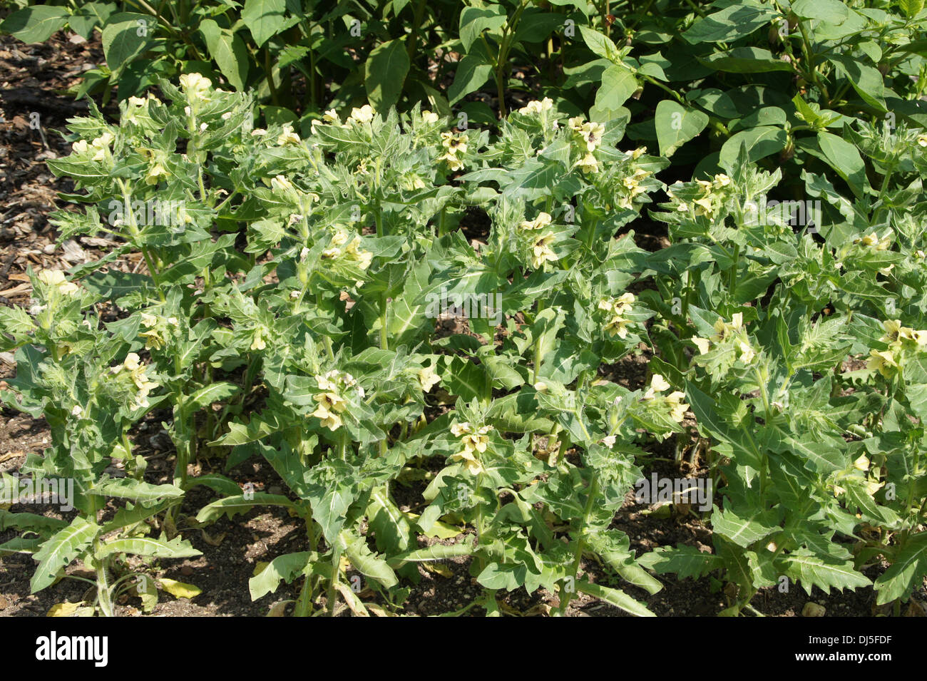 Black Henbane Stock Photo - Alamy