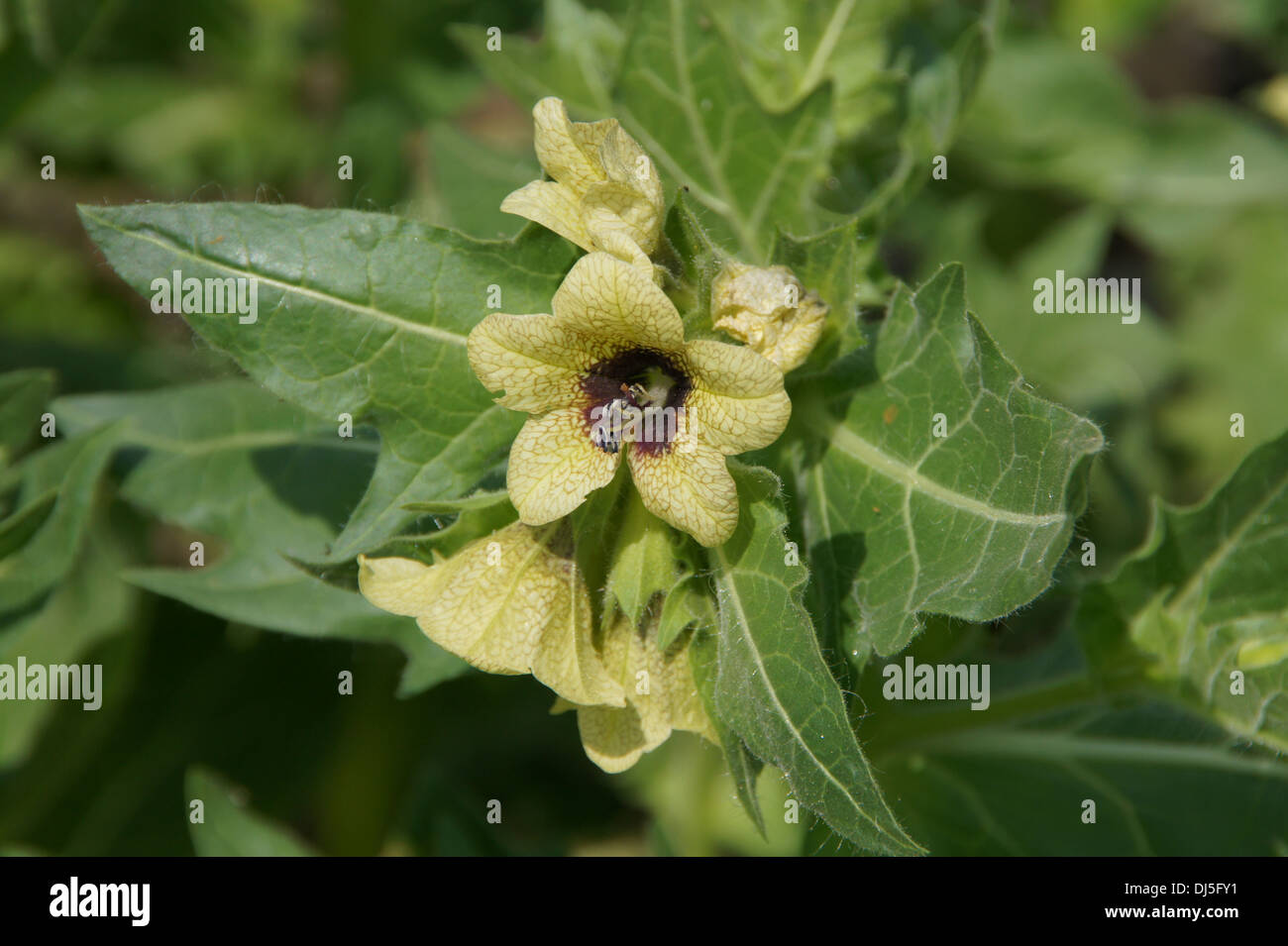 Black Henbane Stock Photo - Alamy