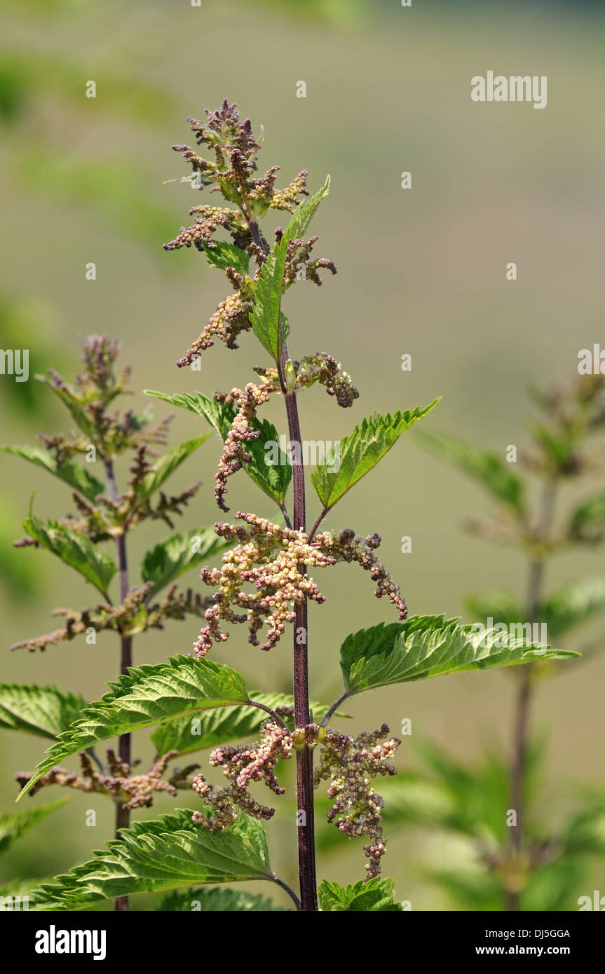 Blooming stinging nettle, Urtica dioica Stock Photo