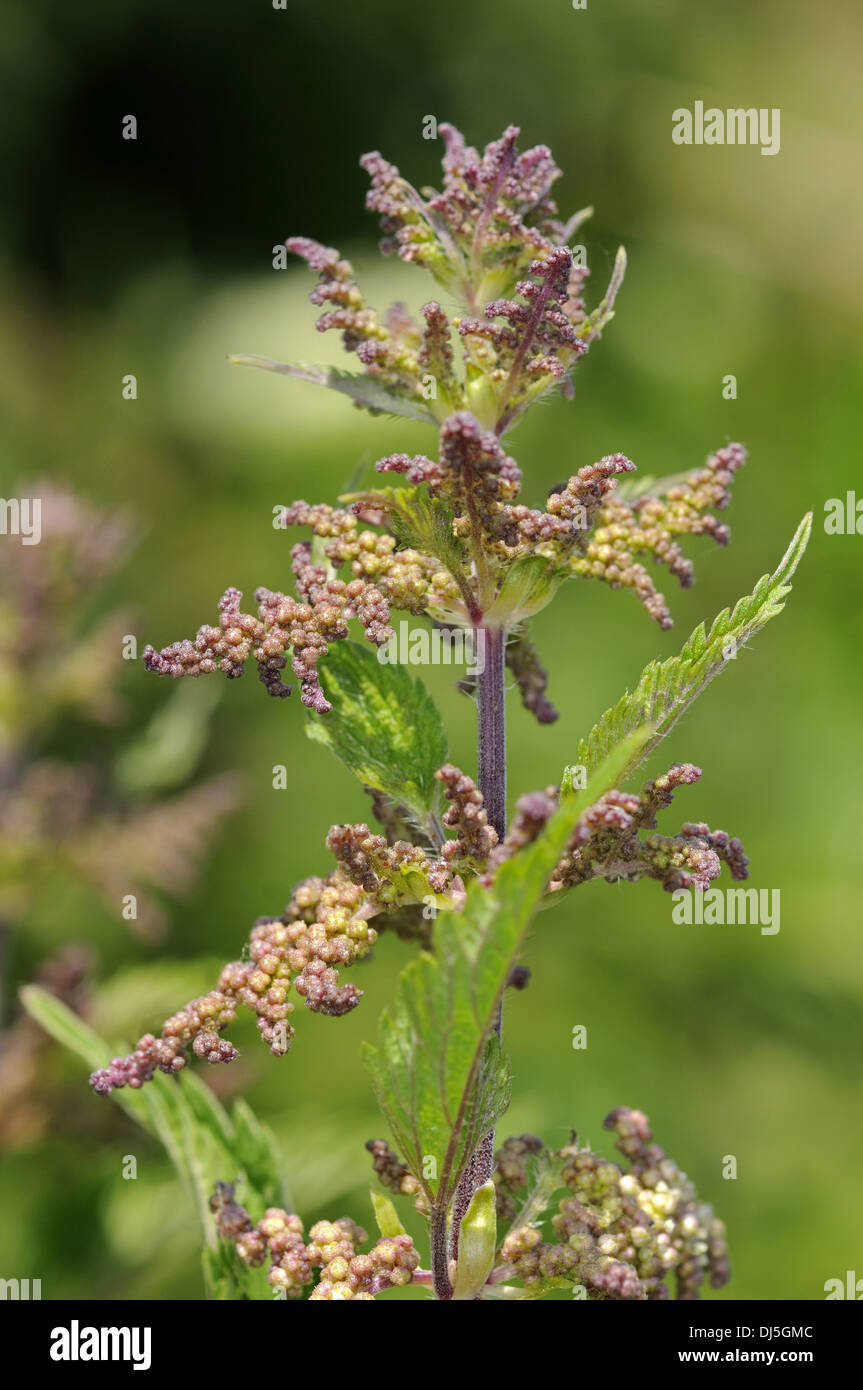 Blooming stinging nettle, Urtica dioica Stock Photo