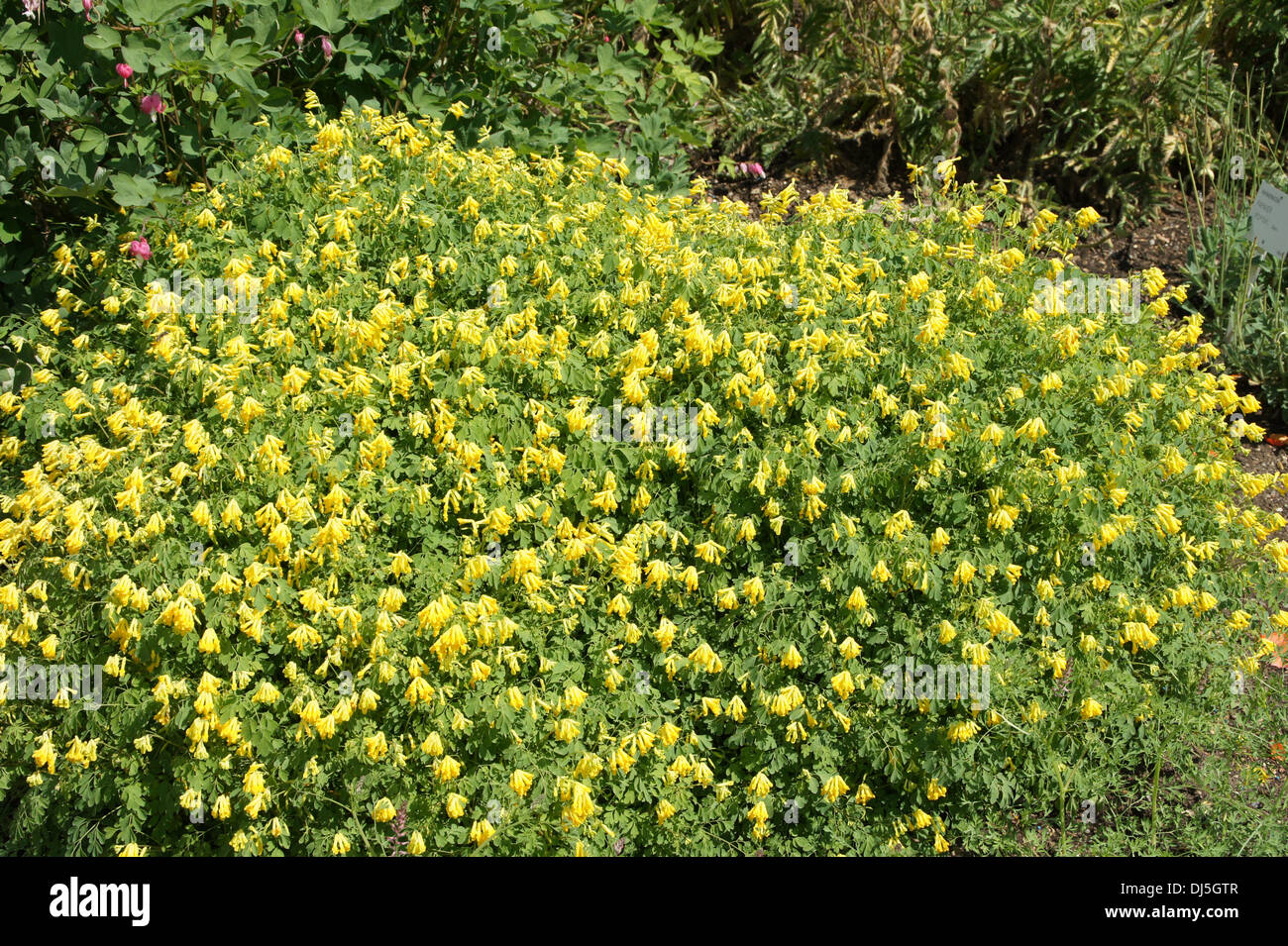Yellow Corydalis Stock Photo