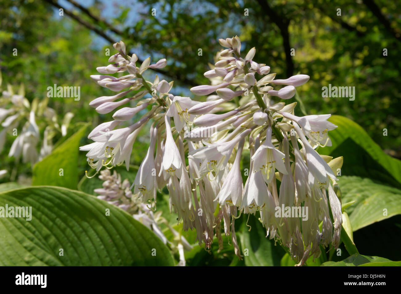 Siebolds Hosta Stock Photo