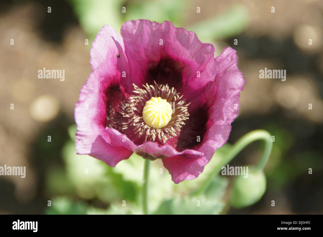 Opium poppy hi-res stock photography and images - Alamy