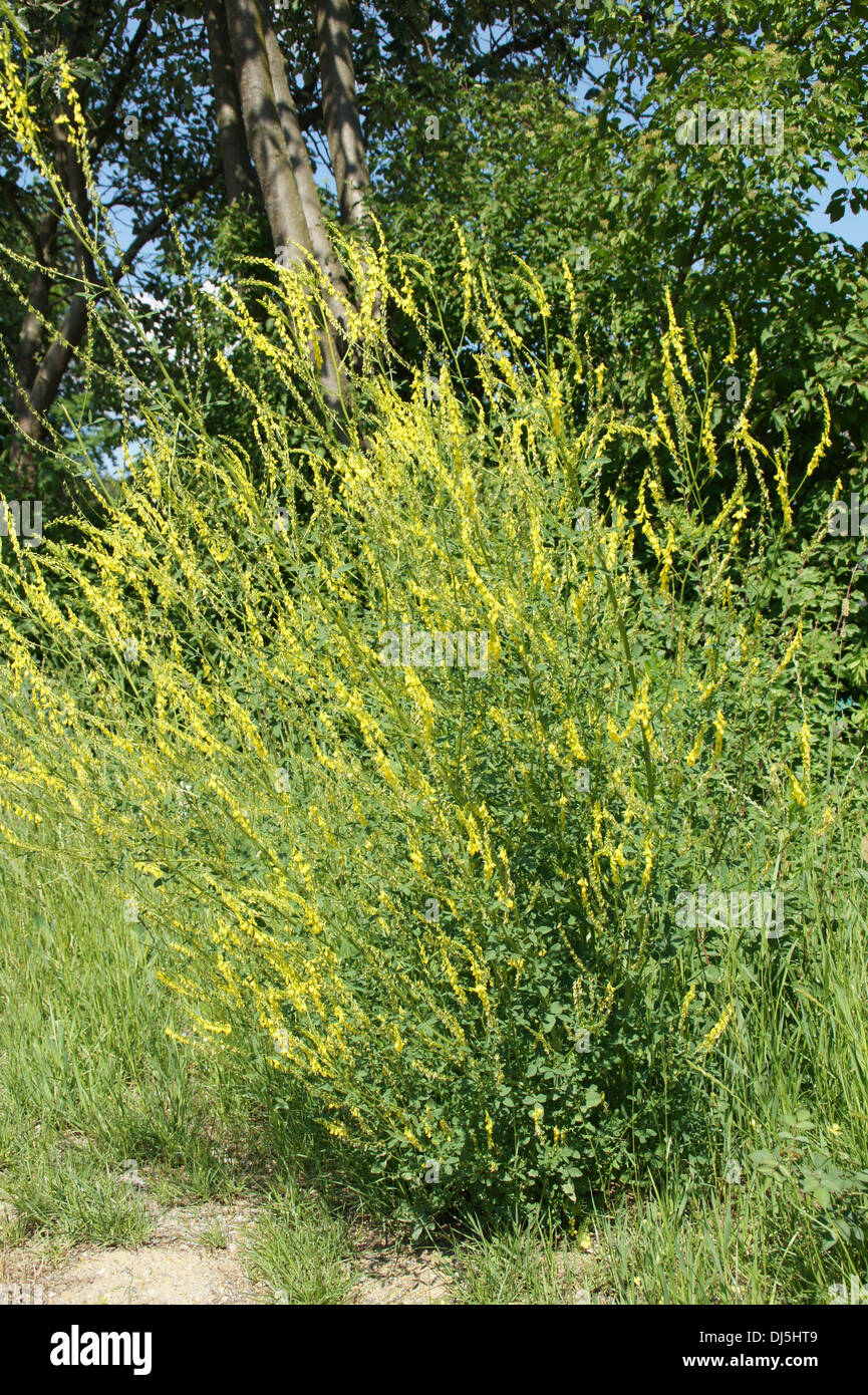 Yellow Sweet Clover Stock Photo Alamy