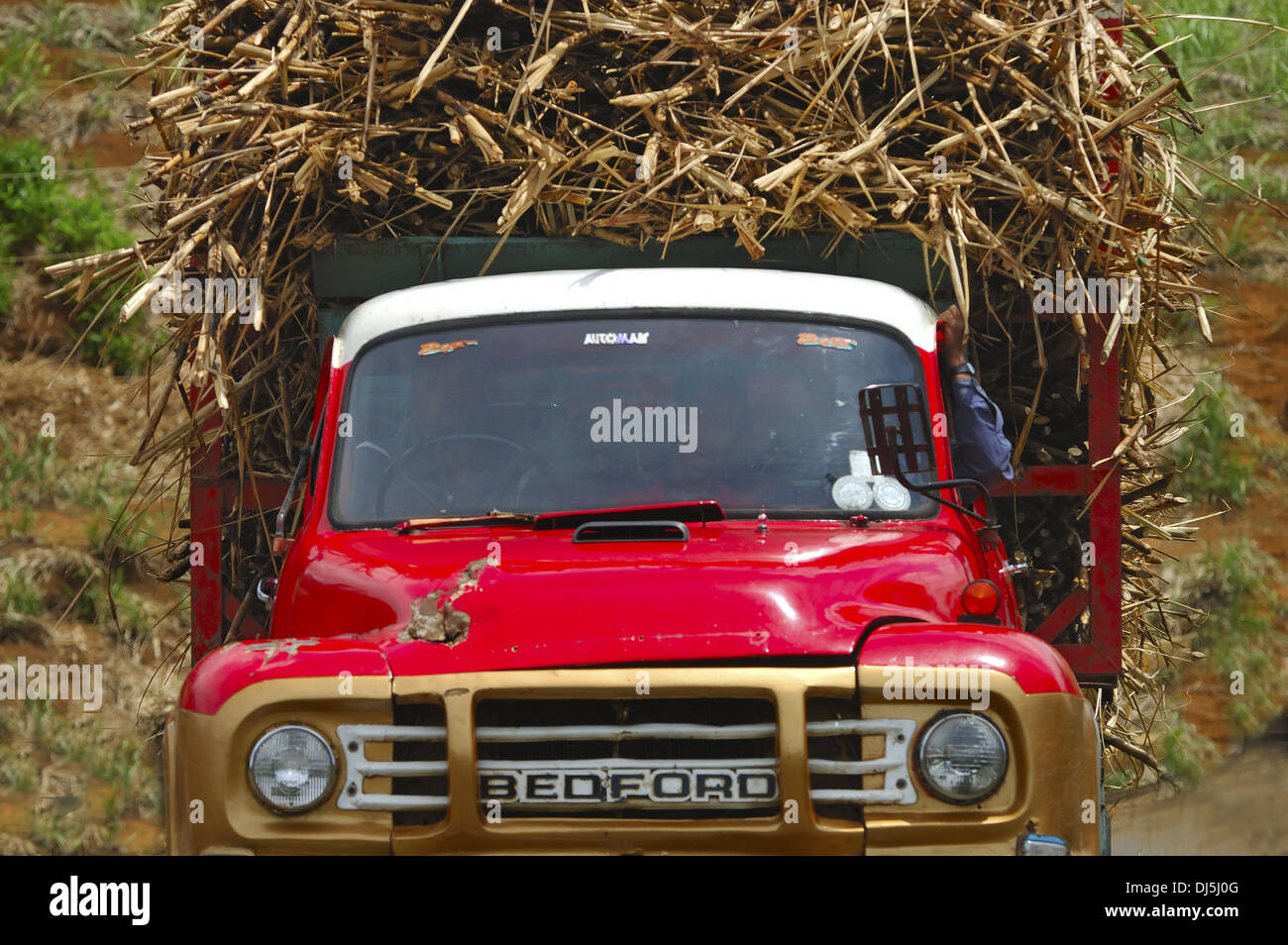 Sugar cane transport Stock Photo