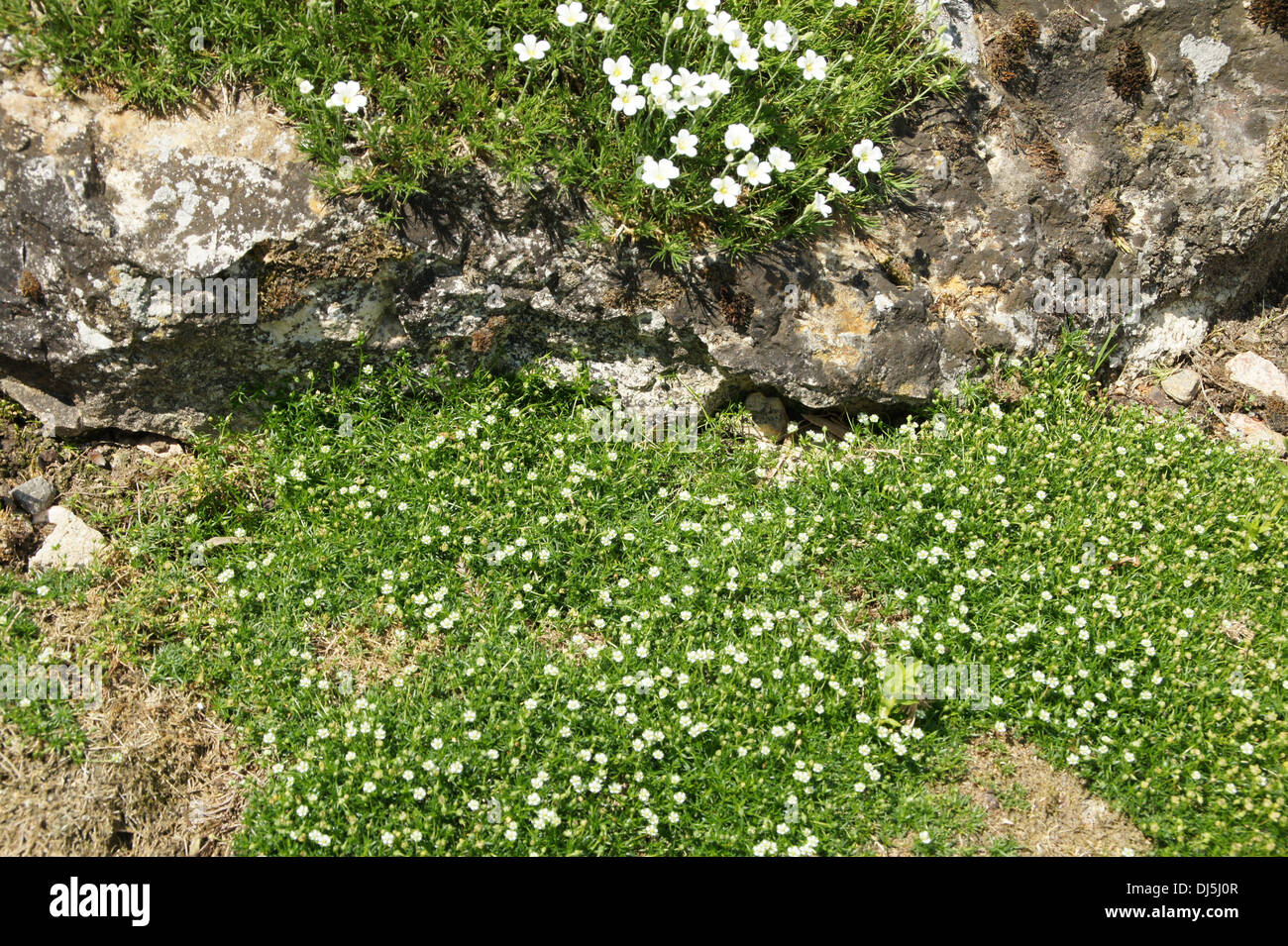 Alpine Pearlwort Stock Photo