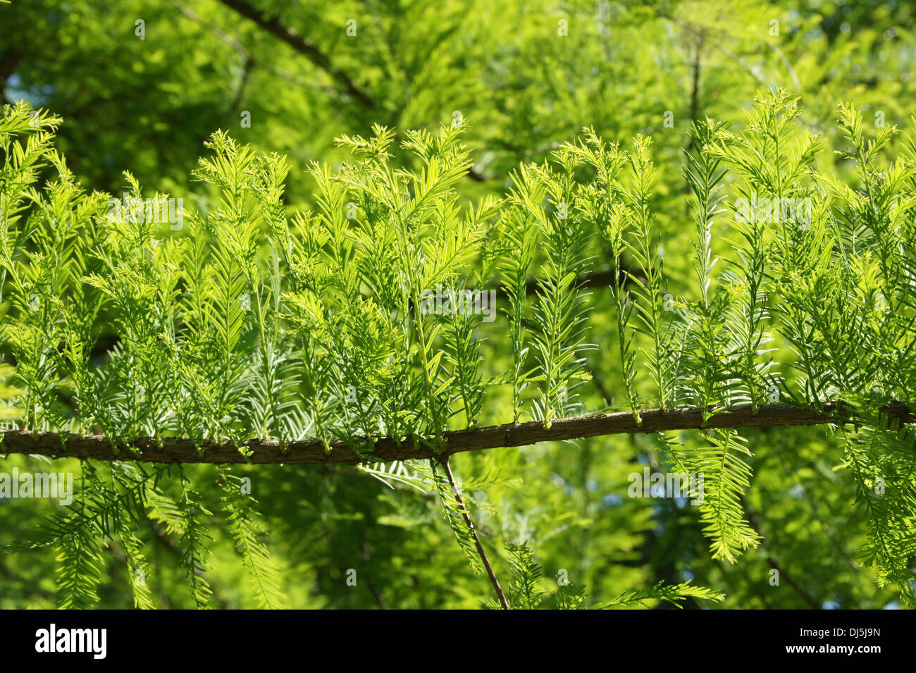 Swamp Cypress Stock Photo