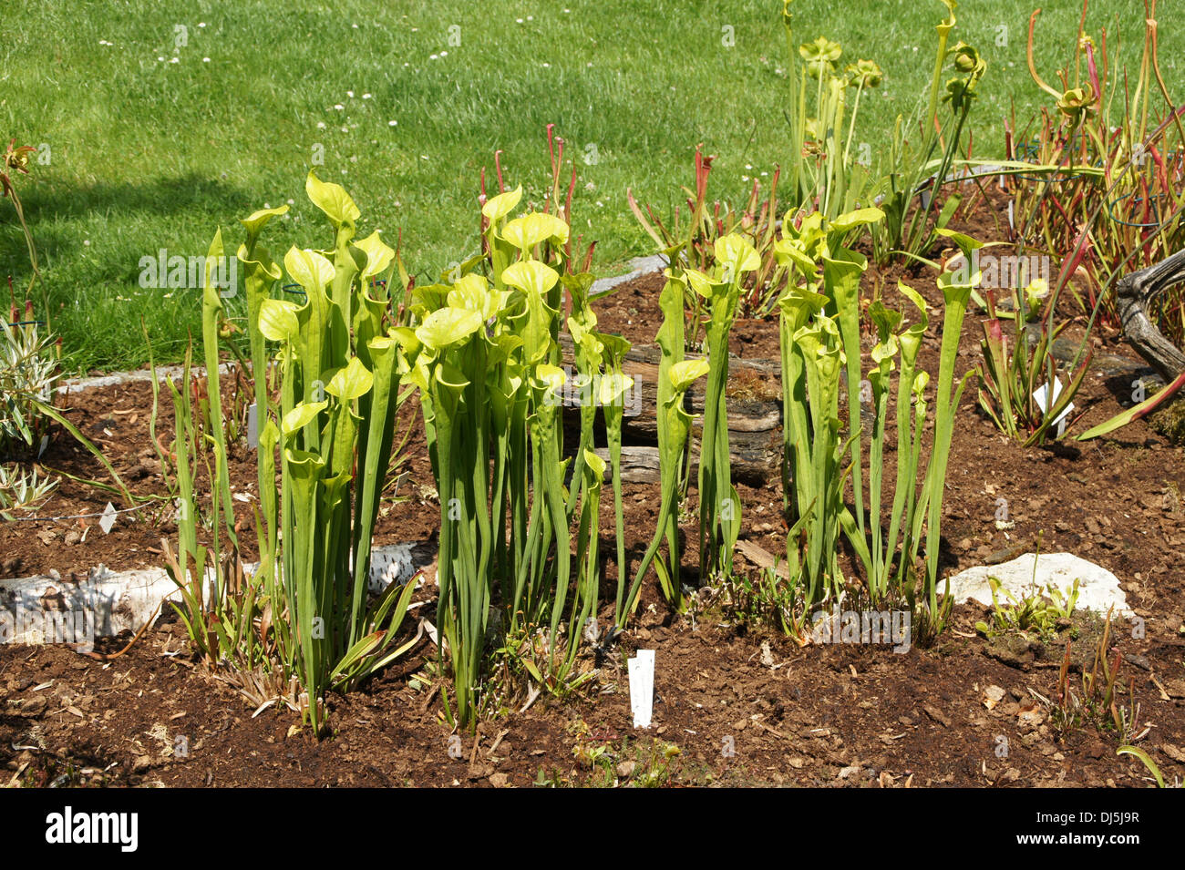 Pitcher plants hi-res stock photography and images - Alamy