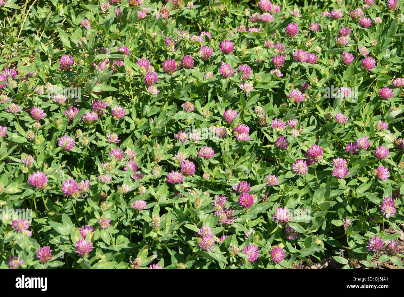 Zigzag Clover Stock Photo