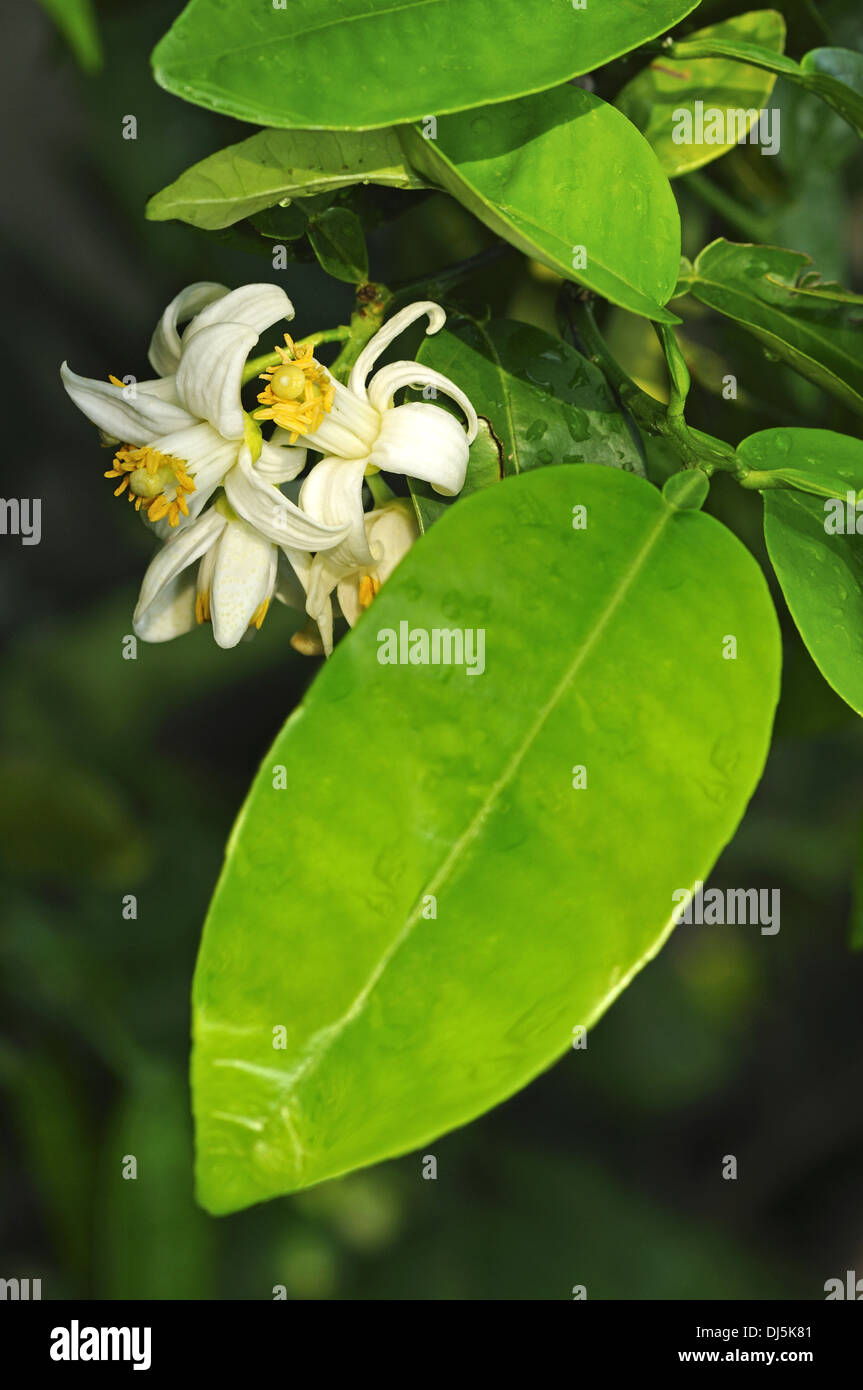 Flower of a Pomelo plant, Citrus maxima Stock Photo