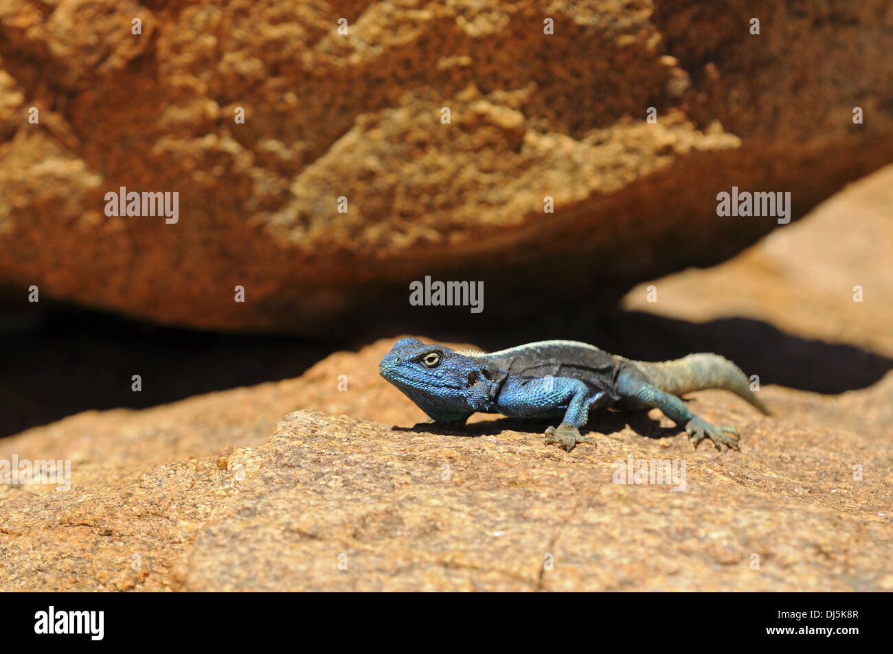 Male Southern rock agama Stock Photo