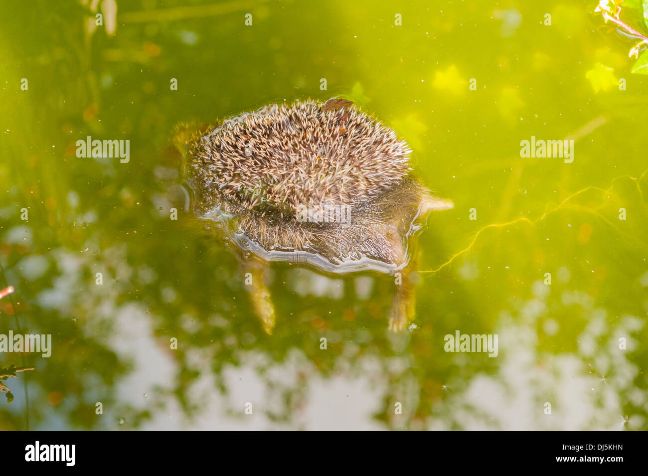 A dead hedgehog floats in a garden pond after having fallen in and drowned in the Uk Stock Photo