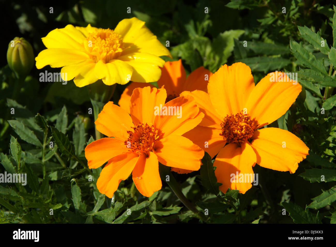 Marigold Stock Photo
