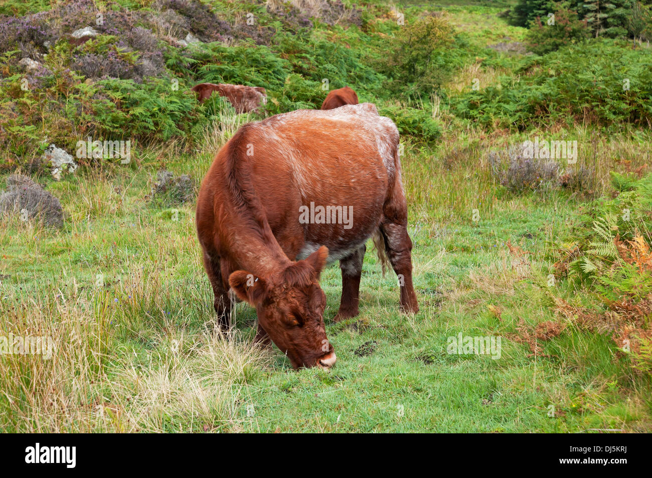 Luing cattle cow cows livestock grazing roaming on fells at Gummers How Lake District National Park Cumbria England UK United Kingdom GB Great Britain Stock Photo
