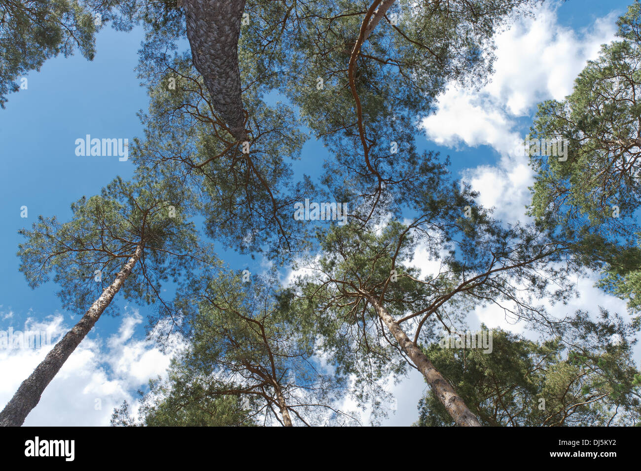 Worms Eye View Forest Hi Res Stock Photography And Images Alamy