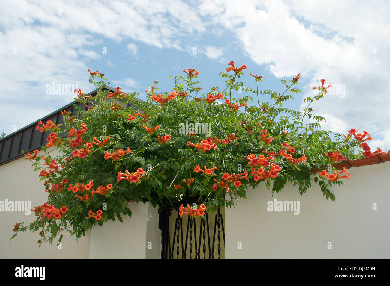 Trumpet Vine Stock Photo