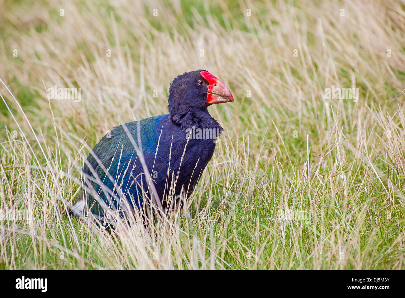 A Takahe on Tiritiri Matangi Island on Hauraki Gulf in New Zealand's North Island Stock Photo