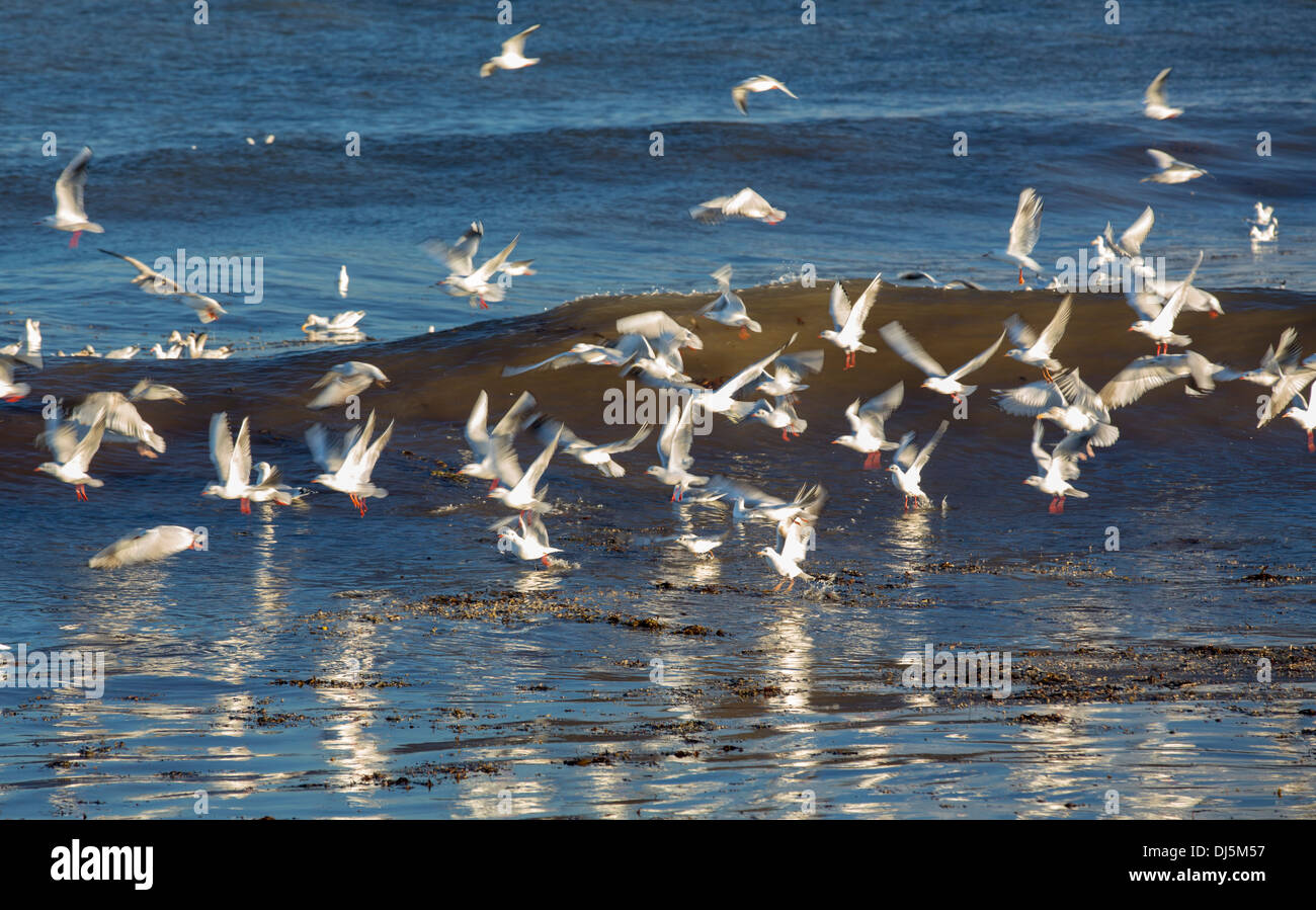 Black Headed Gulls feeding on Seaweed flies that are being flushed out of the seaweed on the strand line at high tide, at Boulme Stock Photo