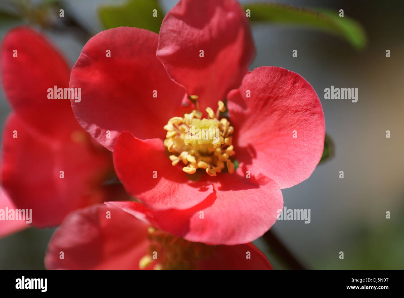 Japanese quince Stock Photo Alamy