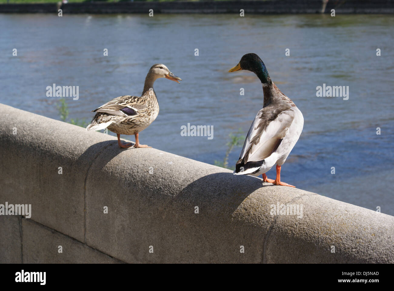 Mallard Stock Photo