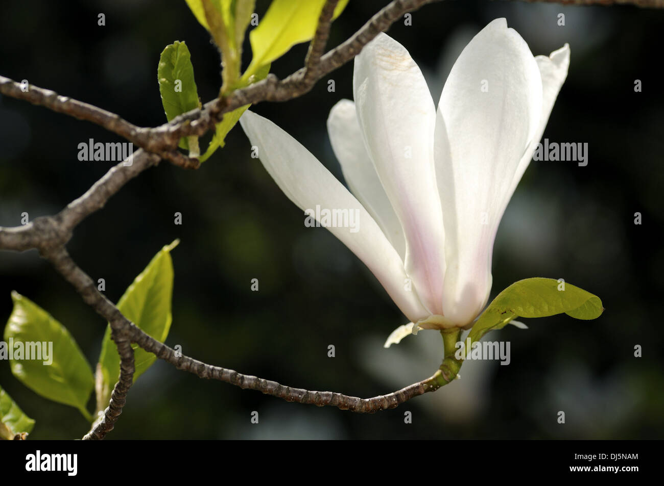 Magnolia flower buds Stock Photo - Alamy