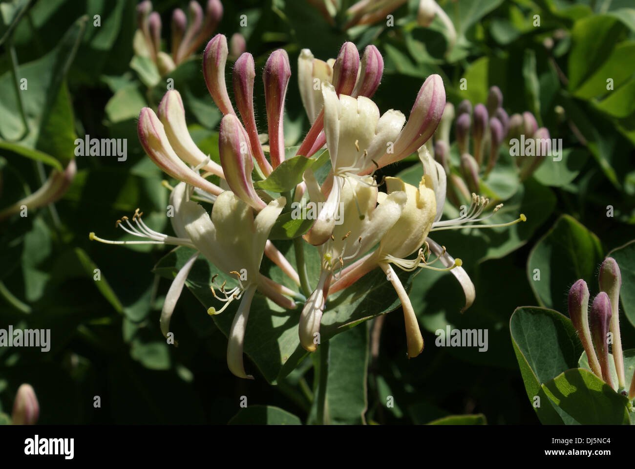 Waldgeissblatt hires stock photography and images Alamy