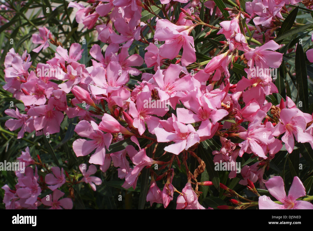 Nerium oleander Stock Photo