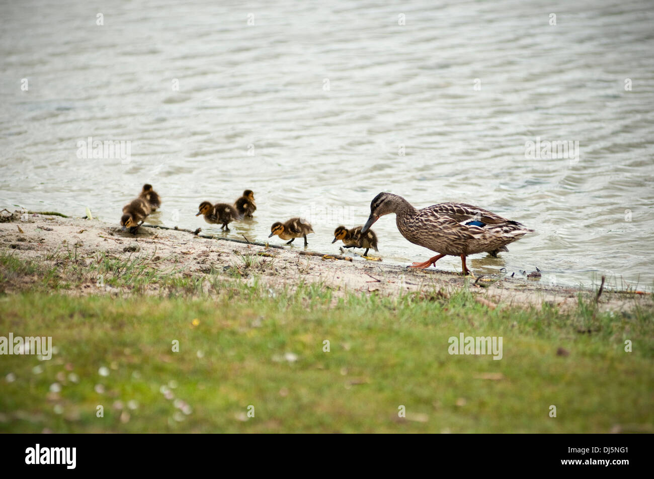 Mother duck with ducklings hi-res stock photography and images - Alamy