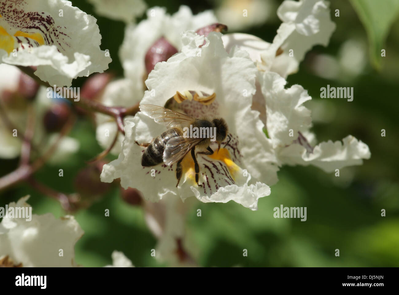 Southern Catalpa Stock Photo