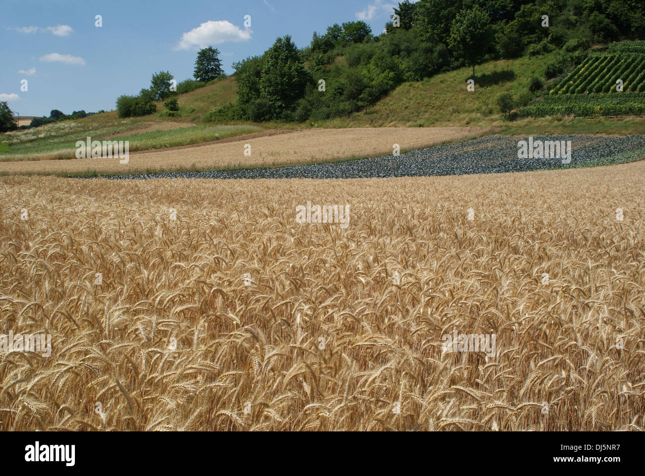Barley Stock Photo
