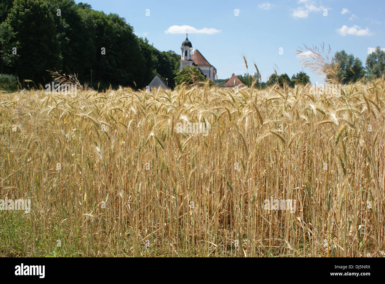 Barley Stock Photo