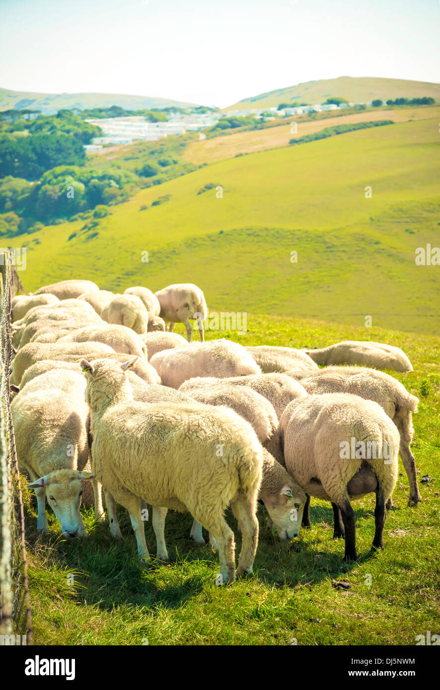 Flock of sheep grass field in Lulworth, Dorset, UK Stock Photo - Alamy
