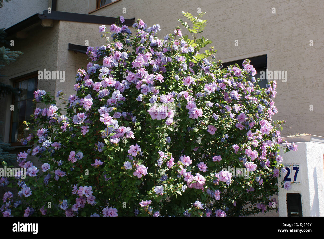 Hibiskus syriacus hi-res stock photography and images - Alamy