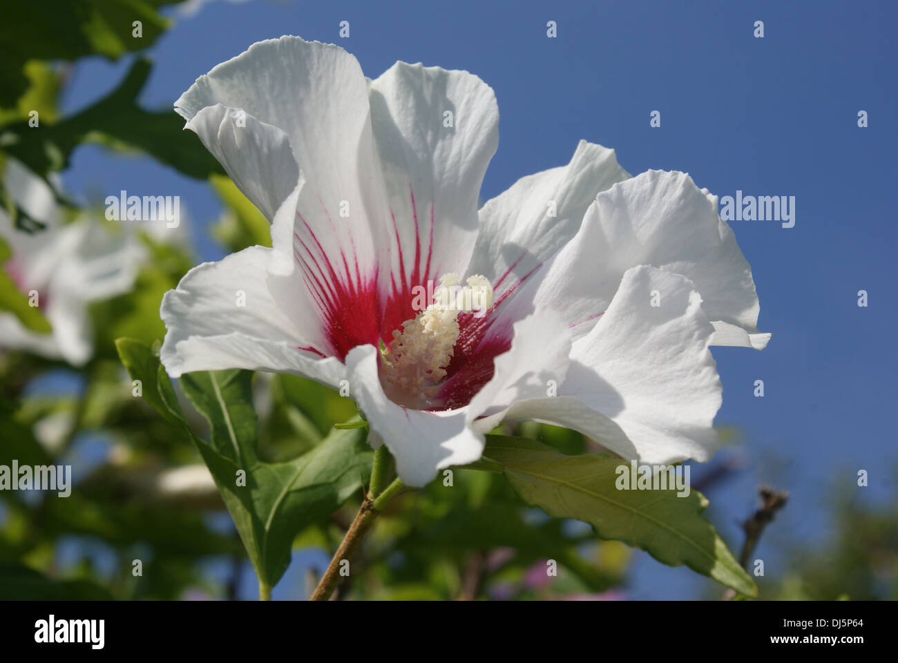 Hibiskus syriacus hi-res stock photography and images - Alamy