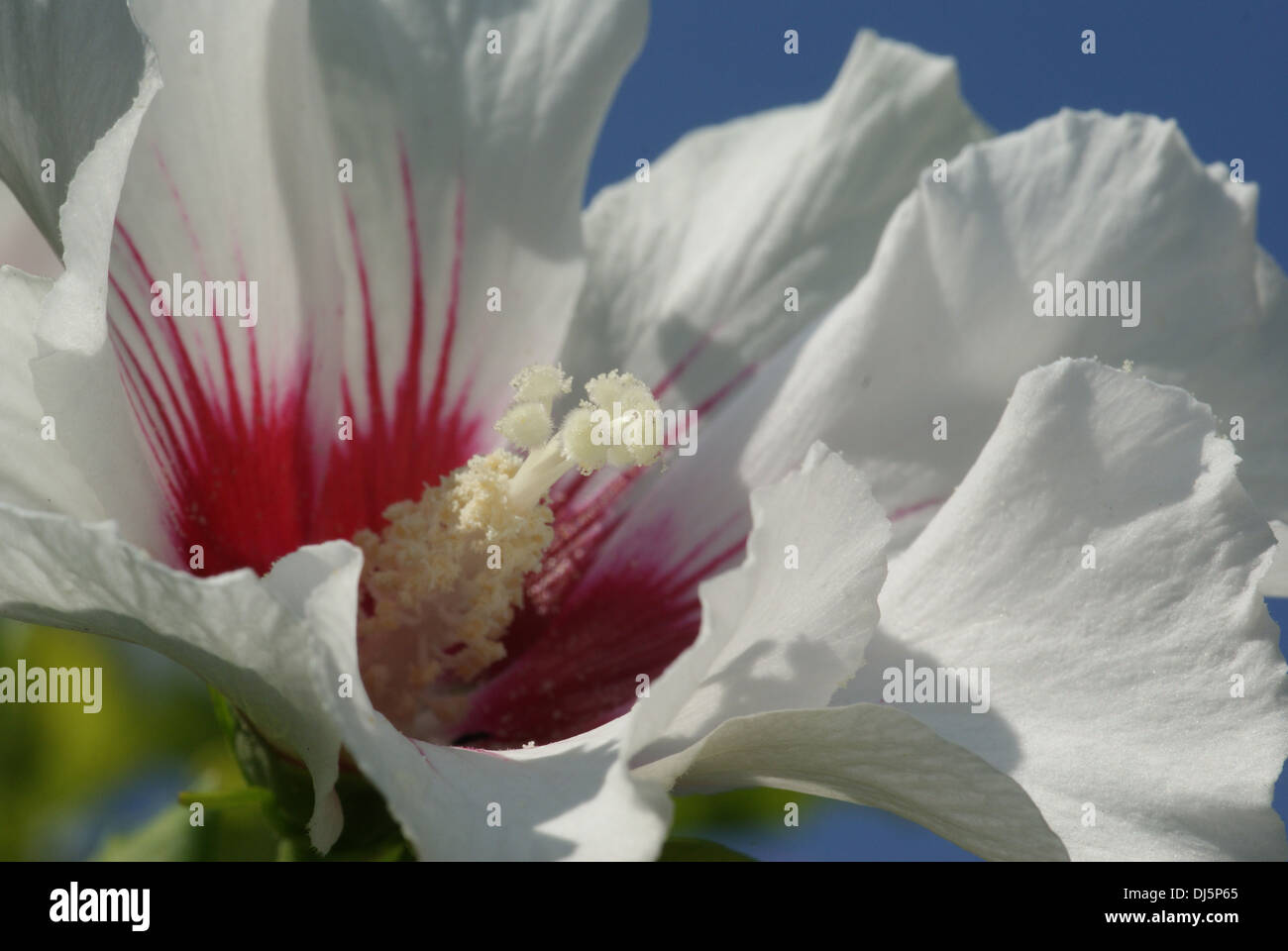 Hibiskus syriacus hi-res stock photography and images - Alamy