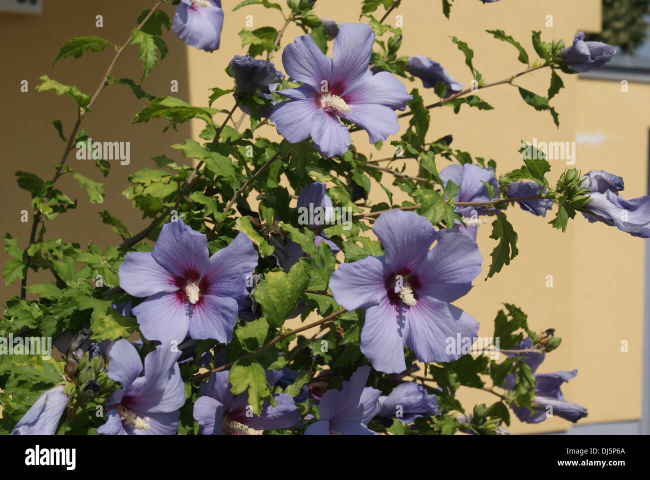 Hibiskus syriacus hi-res stock photography and images - Alamy