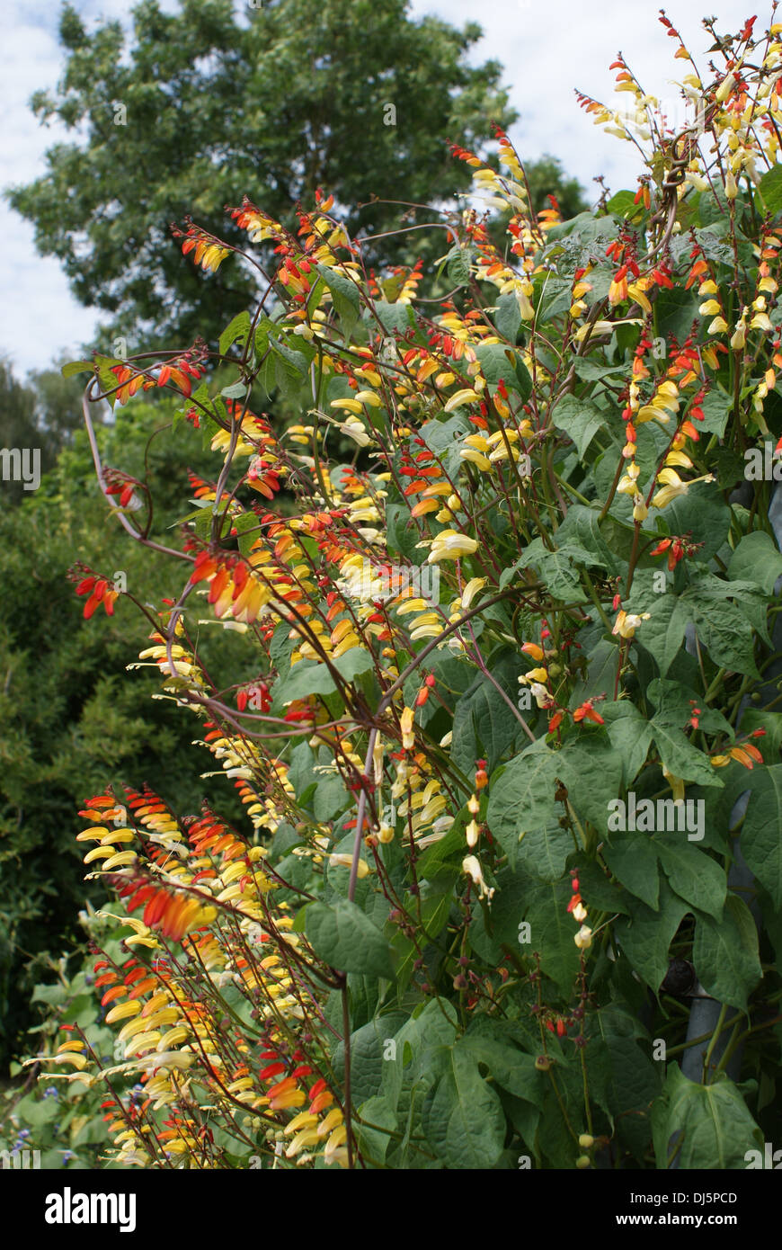 Quamoclit lobata Stock Photo