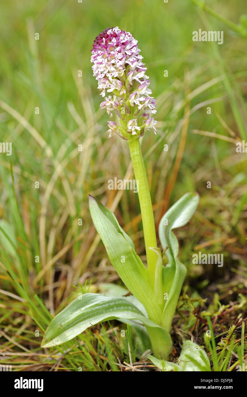 Fire orchid Stock Photo