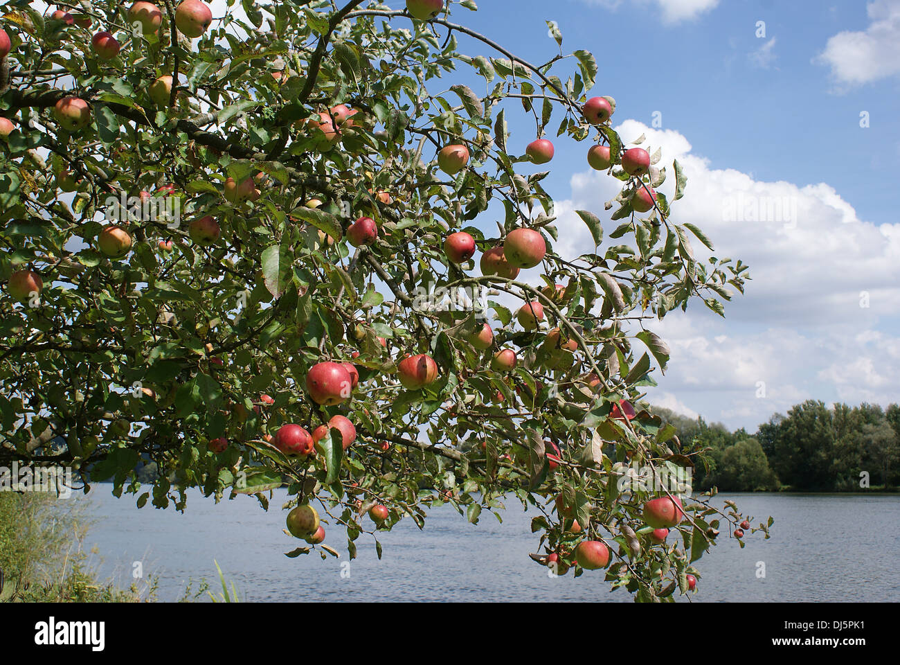Apple tree Stock Photo
