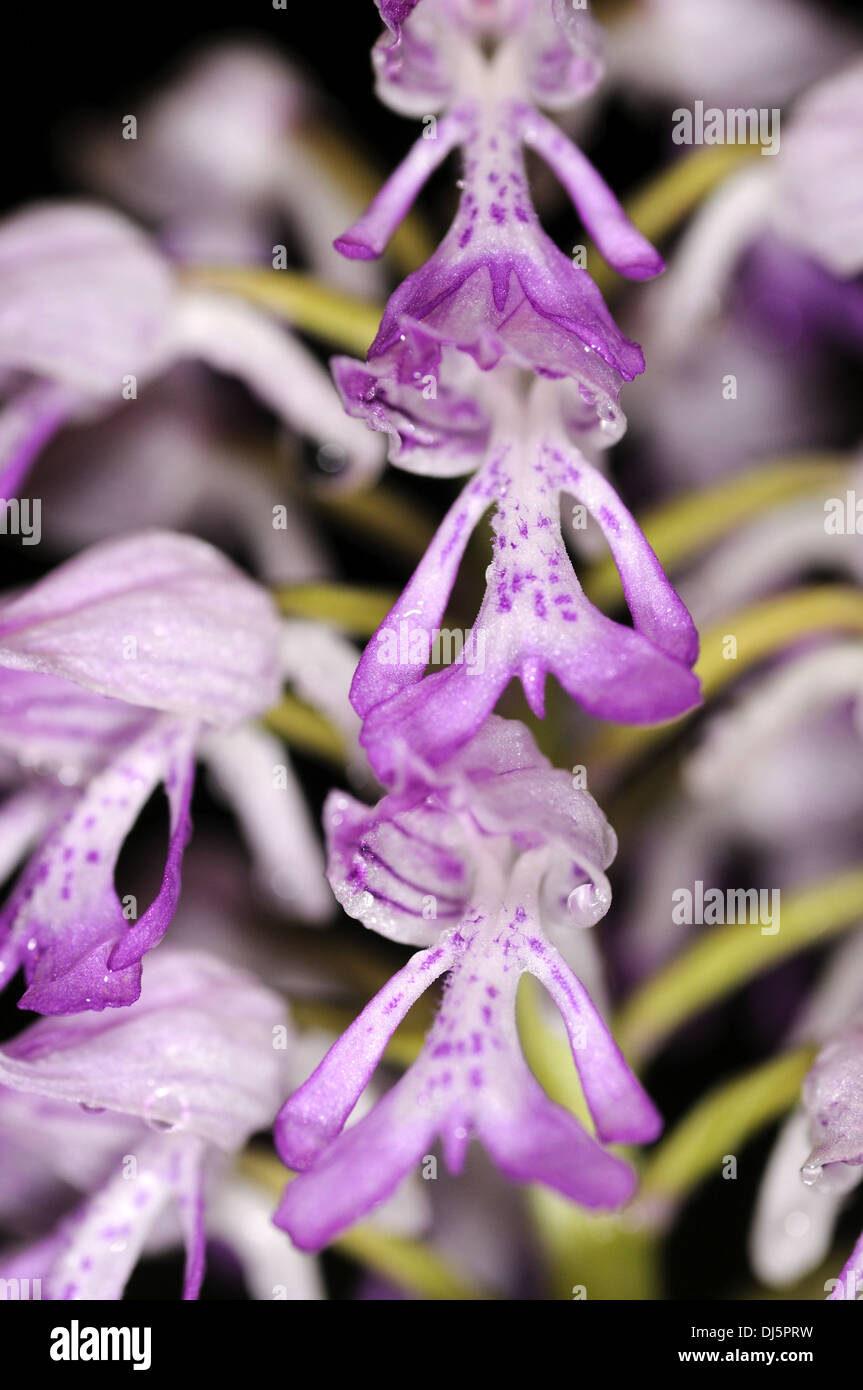 Helmet orchid Stock Photo