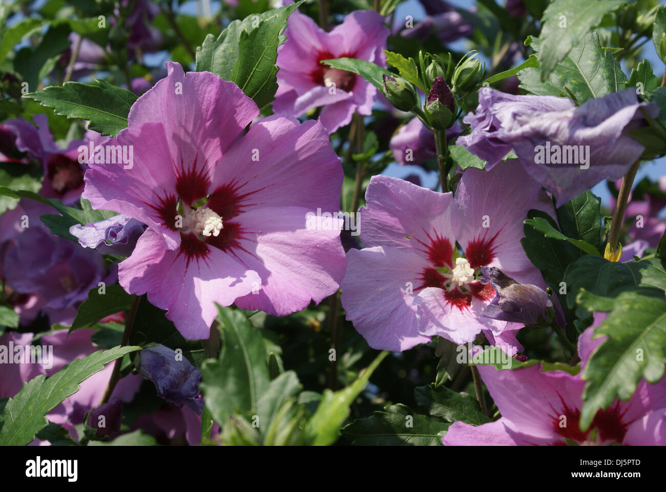 Hibiskus syriacus hi-res stock photography and images - Alamy