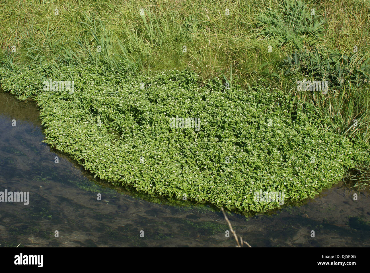Nasturtium officinale, watercress Stock Photo