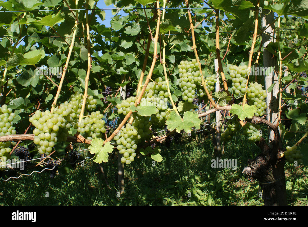 Vitis vinifera, Sauvignon Blanc Stock Photo