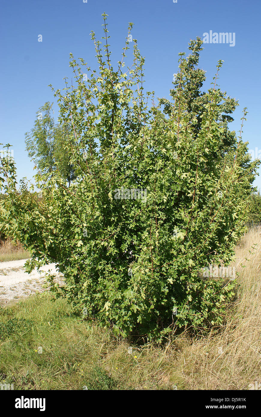 Field Maple Spring Field maple tree hi-res stock photography and images - Alamy