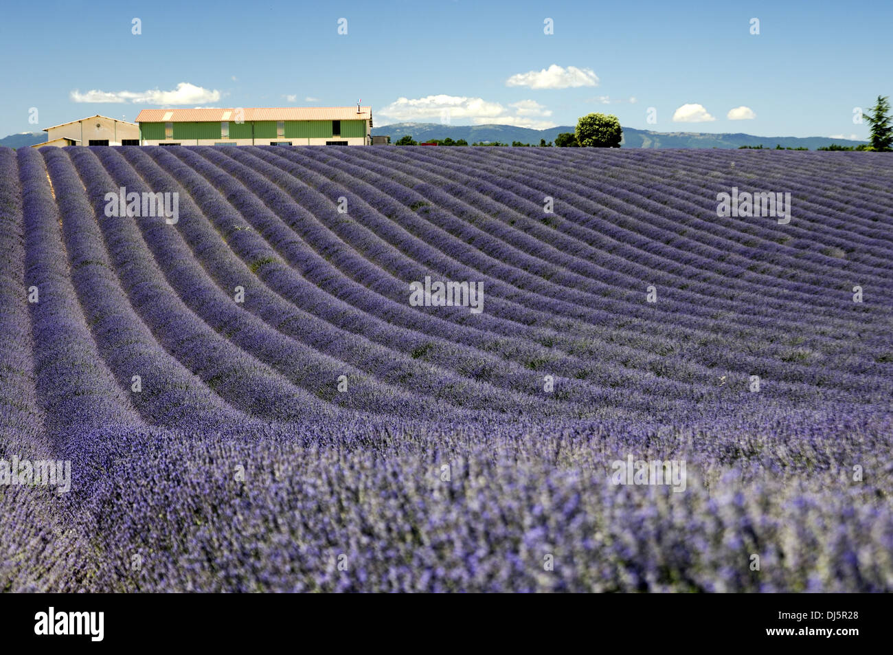 Lavender in Provence Stock Photo