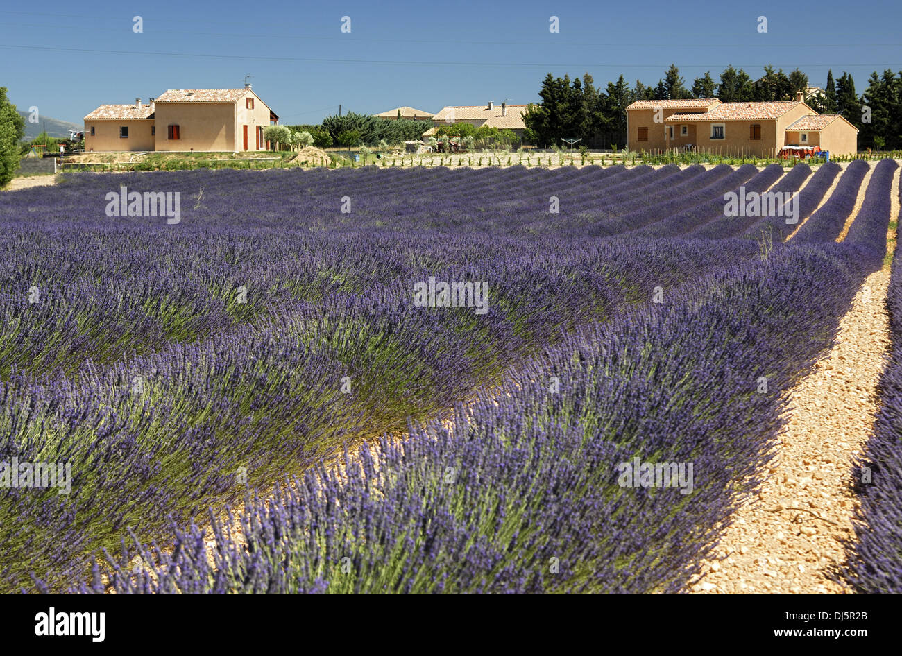 Lavender in Provence Stock Photo