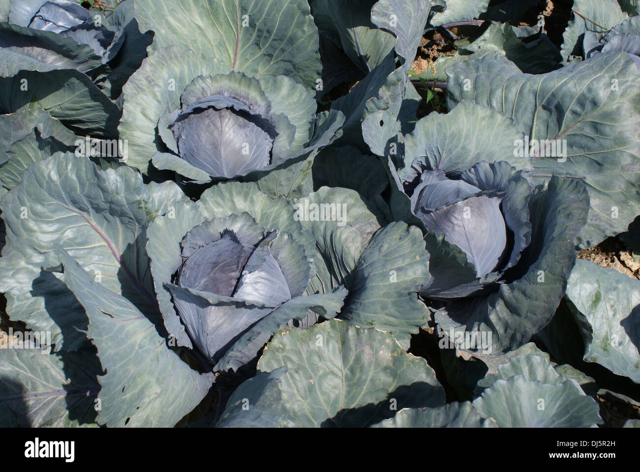 Red cabbage Stock Photo