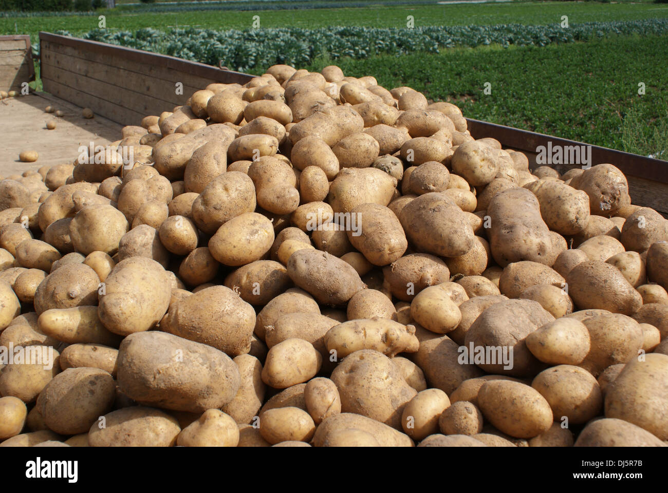 Kartoffeln Ernten High Resolution Stock Photography and Images - Alamy